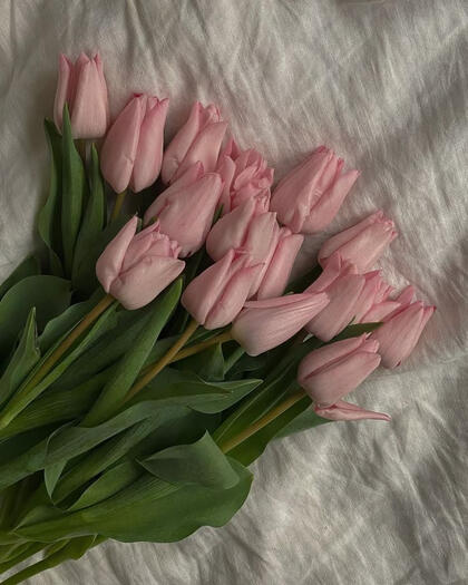 tulips